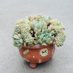 Succulents plants 🌱 （Echeveria 'Irish Mint'）