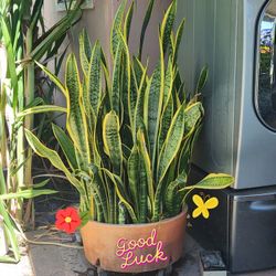 Beautiful Huge Gold edged snake plants Pot❤️❤️
Chậu Lưởi Hổ Vân Vàng To Lớn Đẹp❤️❤️