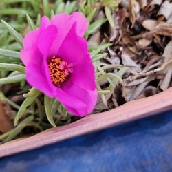 Assorted Plants And Succulents 