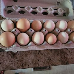 Fresh Eggs
