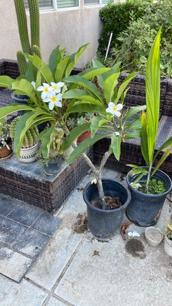 Live White Obstusa Frangipani Plumeria 