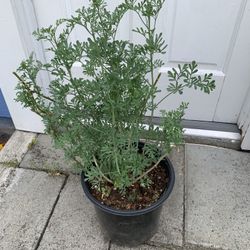 Outdoor ruda