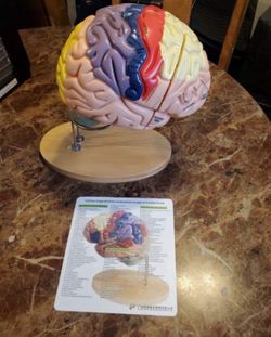 Brain Model