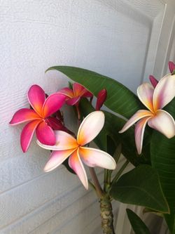 PlUMERIA 🌺🌺🌺PLANT FULLY ROOTED 4 FT TALL  ASKING 40 FIRM