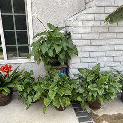White Flower Calla Lilies - Very Healthy & Gorgeous 