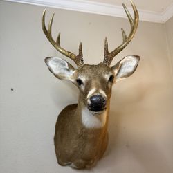 | Whitetail Deer Taxidermy Shoulder Mount