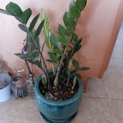 ZZ Plant + Ceramic Pot