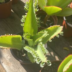 Cactus and Succulent’s 🌵🪴