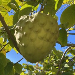 Cherimoya Tree