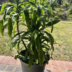 Beautiful 😍 Green, Fresh,young Plant In A Nice Pot.