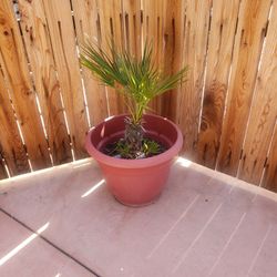 Pigmy palm tree 