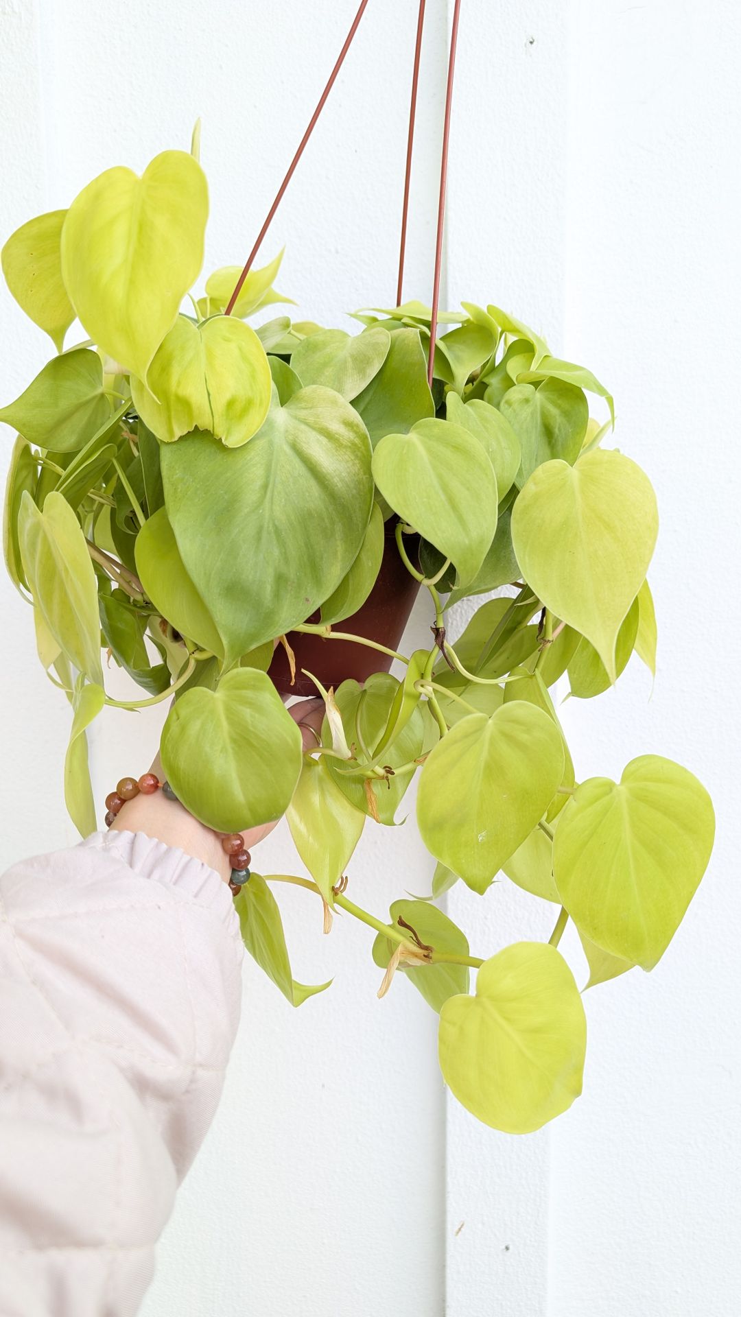 Philodendron Cordatum Neon Plant 6" Pot - Indoor House Plants
