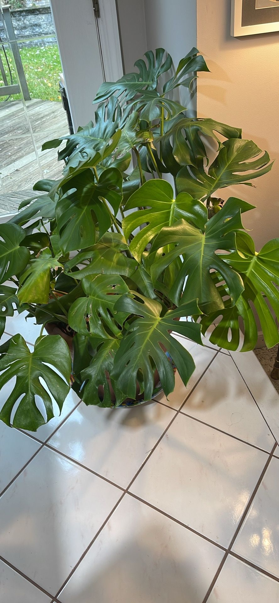 Large Monstera Split Leaf Philodendron With Pot