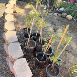Red bird of paradise young plants for sale