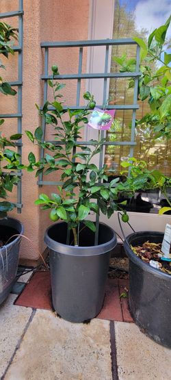 Potted Citrus Lime Tree with Trellis