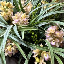 Cymbidium Orchids Cascading Hoa Địa Lan Mini Có Rất Nhiều Cành