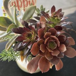 Succulent Arrangement In White And Tan Pot