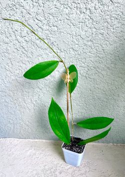 Hoya  Jennifer  plant