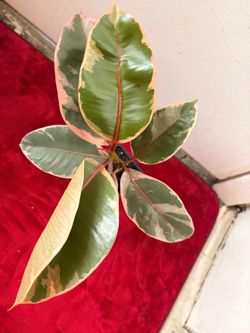 Ficus Ruby