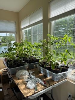 Tomato Plants - Sold Individually  $10