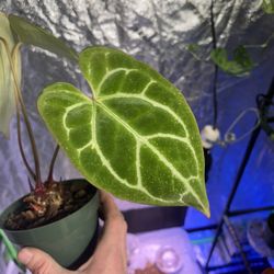 Anthurium Crystallinum Red Stem