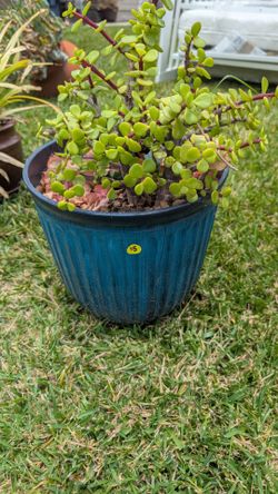 Outdoor plant