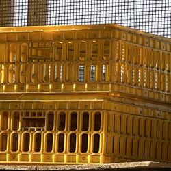 Chicken And Quail  Travel Cage