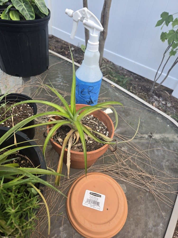 I'm Not Of The Name Of The Plant 