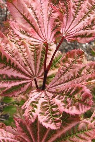 Nice Sunny Sister Japanese Maple Trees