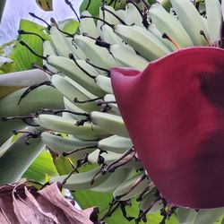 Blue Java Banana  Plant  3gal  Plantas  De Banana Blue Java En 3gal
