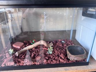 Reptile Tank 10 Gallon