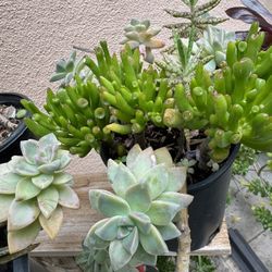 Succulents Plants