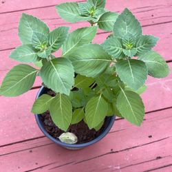 Tulsi/ Holy Basil/Kapoor Tulsi