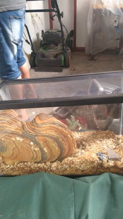 Peceras para serpientes