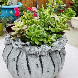 Succulent Plant Mix