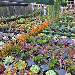 Succulents Galore