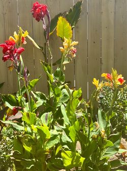 Cleopatra Canna Lily Plants Mixed Colors
