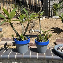 Hawaiian Plumerias with Flowers and succulents Starting from $35