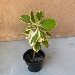 VARIEGATED CLUSIA PLANT