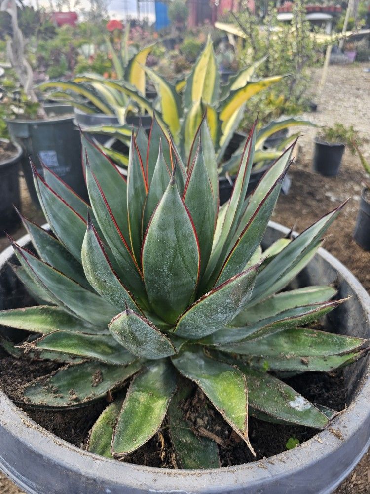 Agave Agave Blue Glow