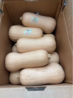 Butternut squash