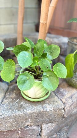 Friendship plant | Chinese Money plant | Pilea plant