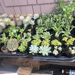 Succulents starting at 50 Cent to eight dollars