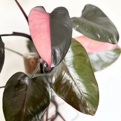 Philodendron Pink Princess – Rare Variegated Aroid Starter Plant, Live Indoor Tropical Plant (No Pot)
