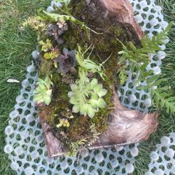 Log Planted With Succulents