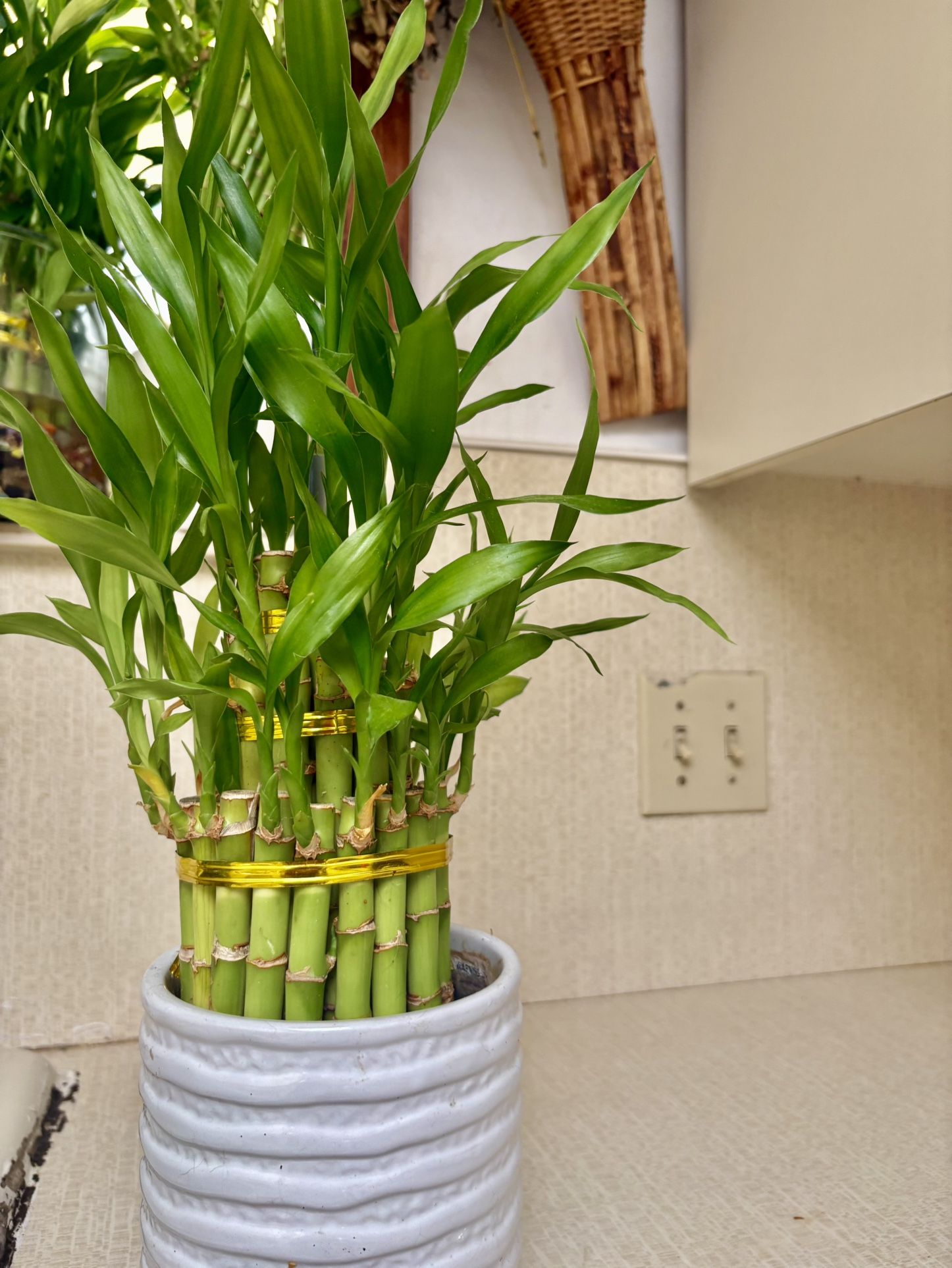 Lucky Bamboo Plant In Ceramic Pot
