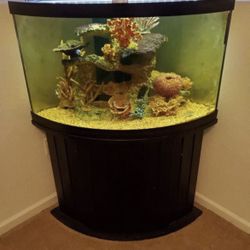 54 Gallon Corner Fish Tank