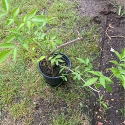 Organic Elderberries 