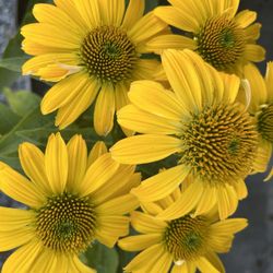 Echinacea Plants!!! So many different Varieties And Colors! 
