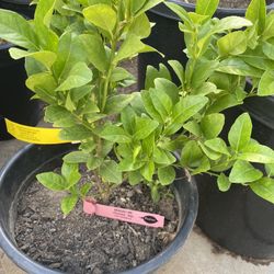 Fruit Trees 